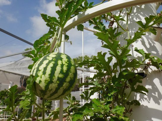 meloen plant