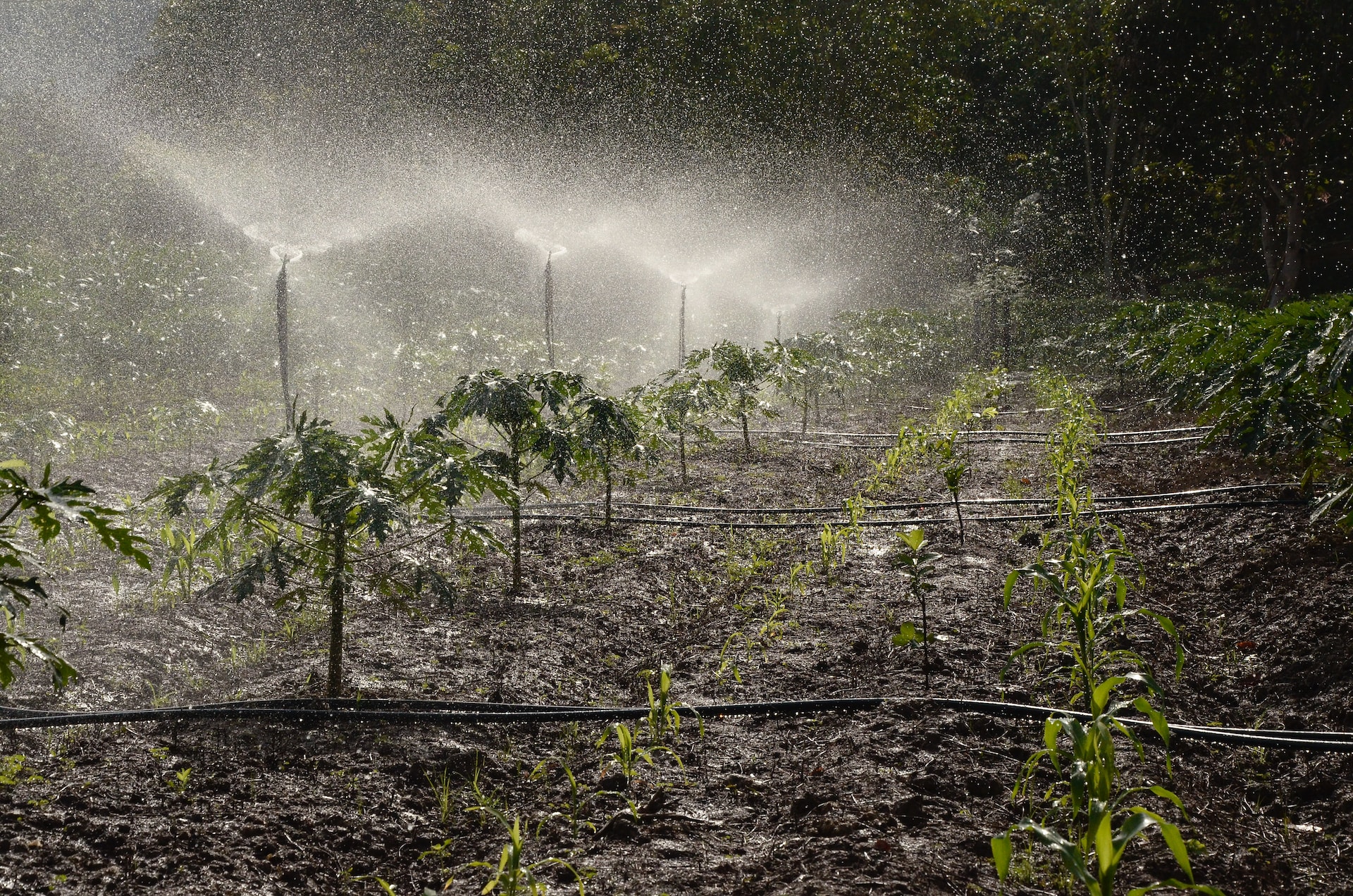 planten automatisch water geven