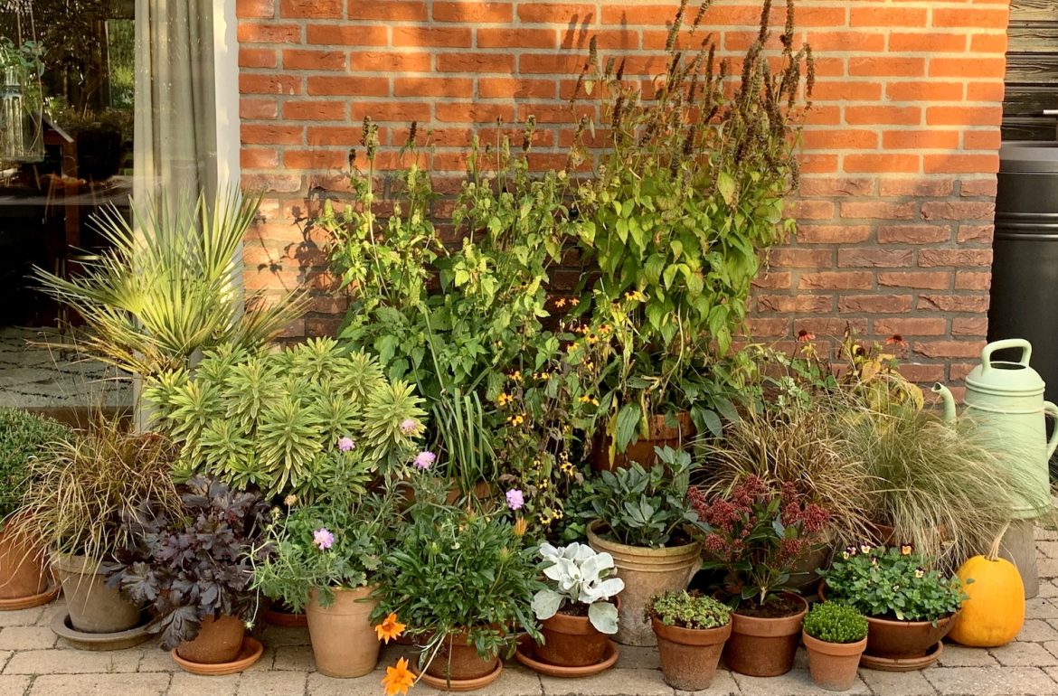 winterplanten