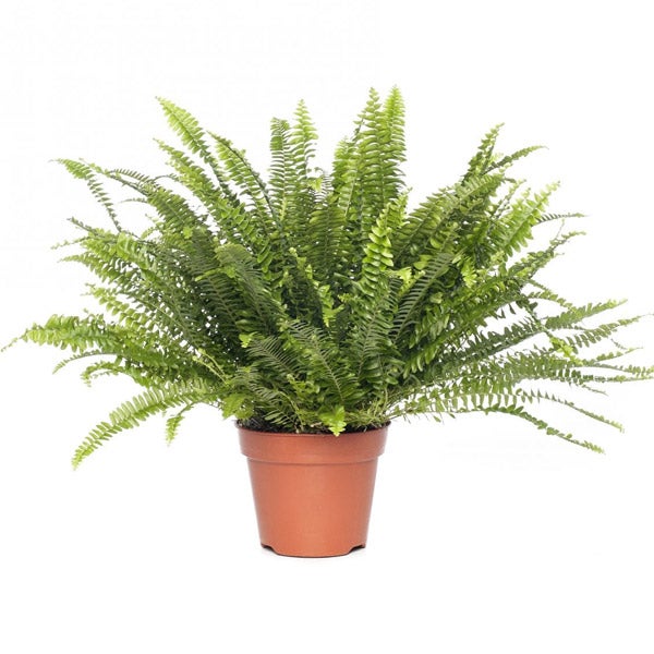 zuiverende planten
