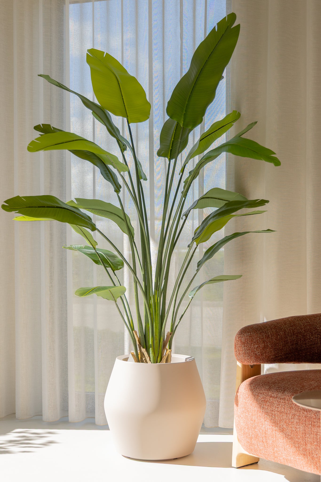 binnenplanten kopen