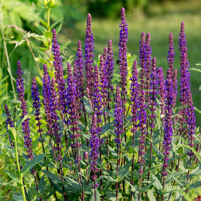 bloeiende vaste planten per maand