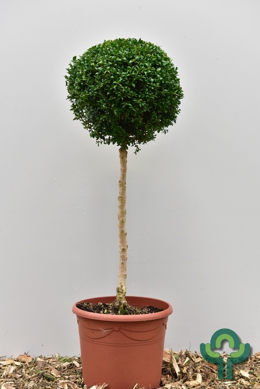 buxus planten