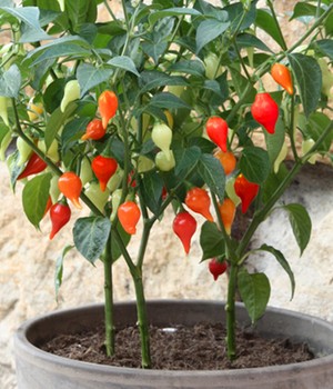 chilipeper plant