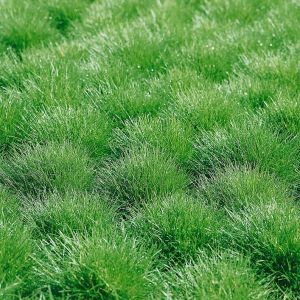 goedkoop planten kopen