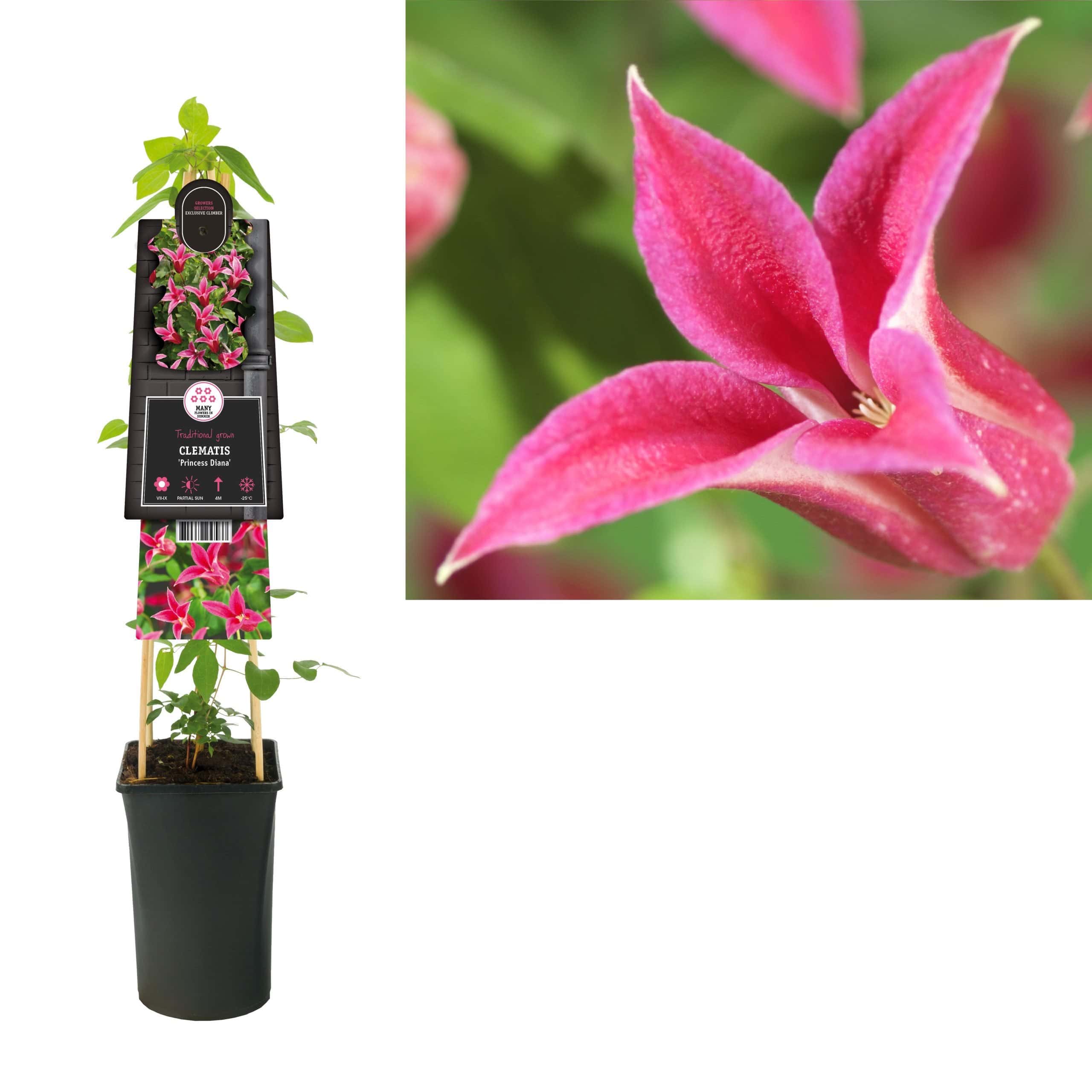 goedkope planten voor buiten