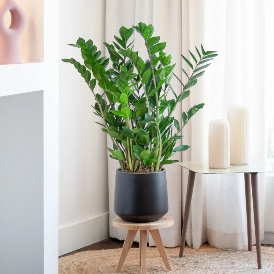groene plant