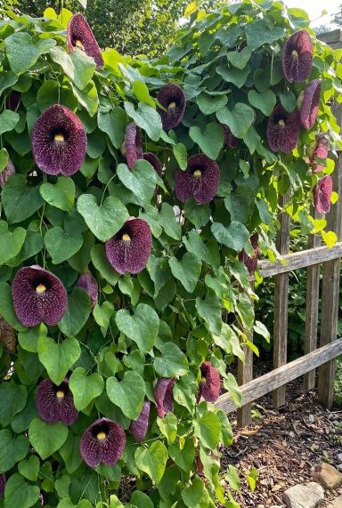 lage vaste planten winterhard