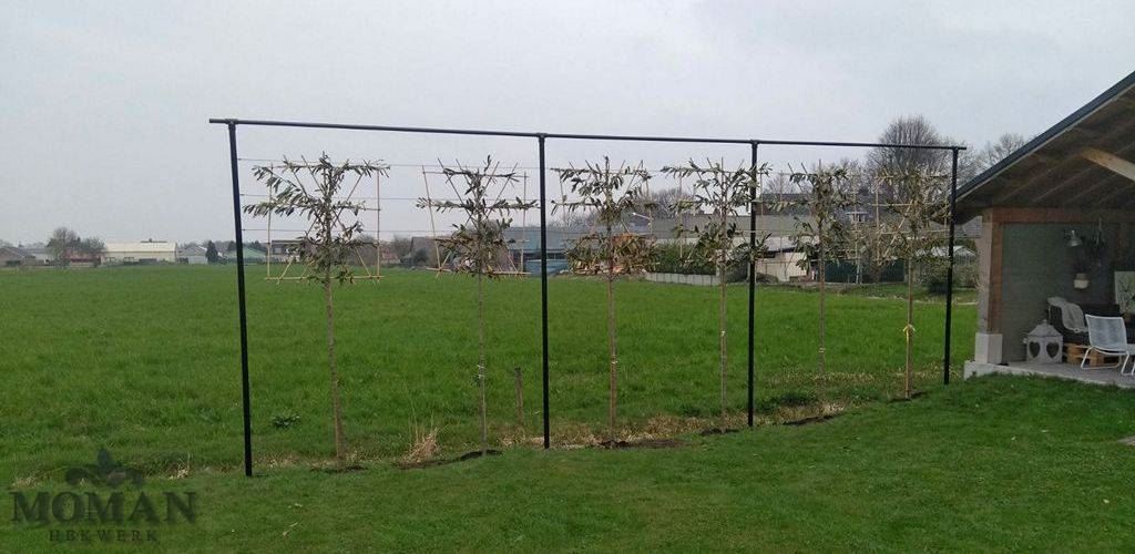leibomen planten