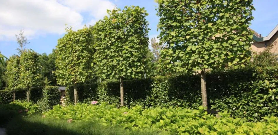 leilinde planten
