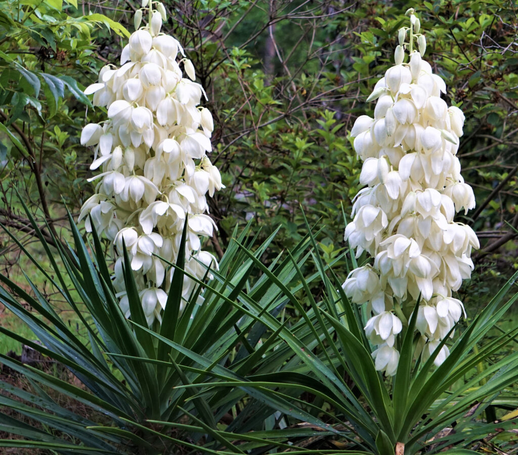 mediterrane planten winterhard