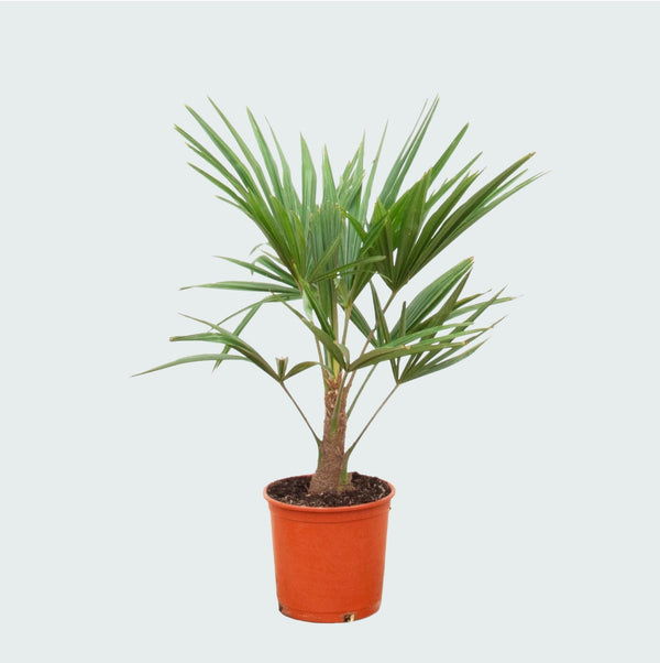 online planten