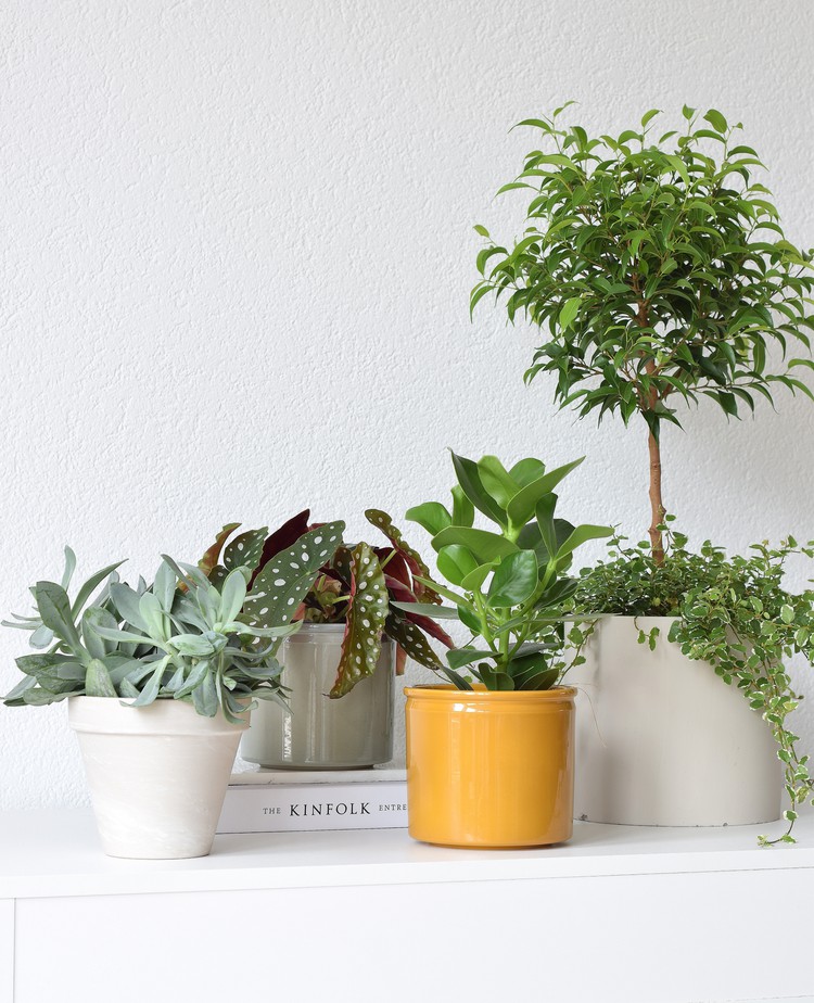 plant online bestellen