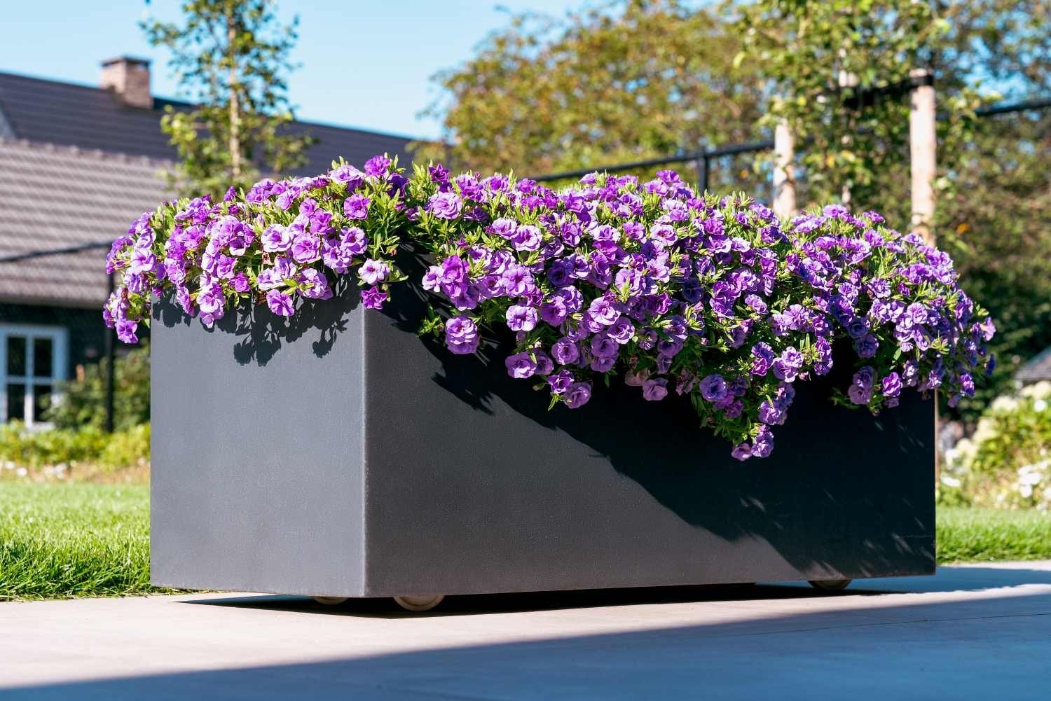 vaste planten in bloembakken
