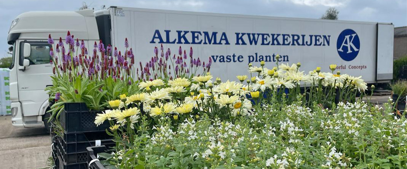 vaste planten kwekerij