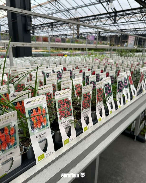 webshop planten