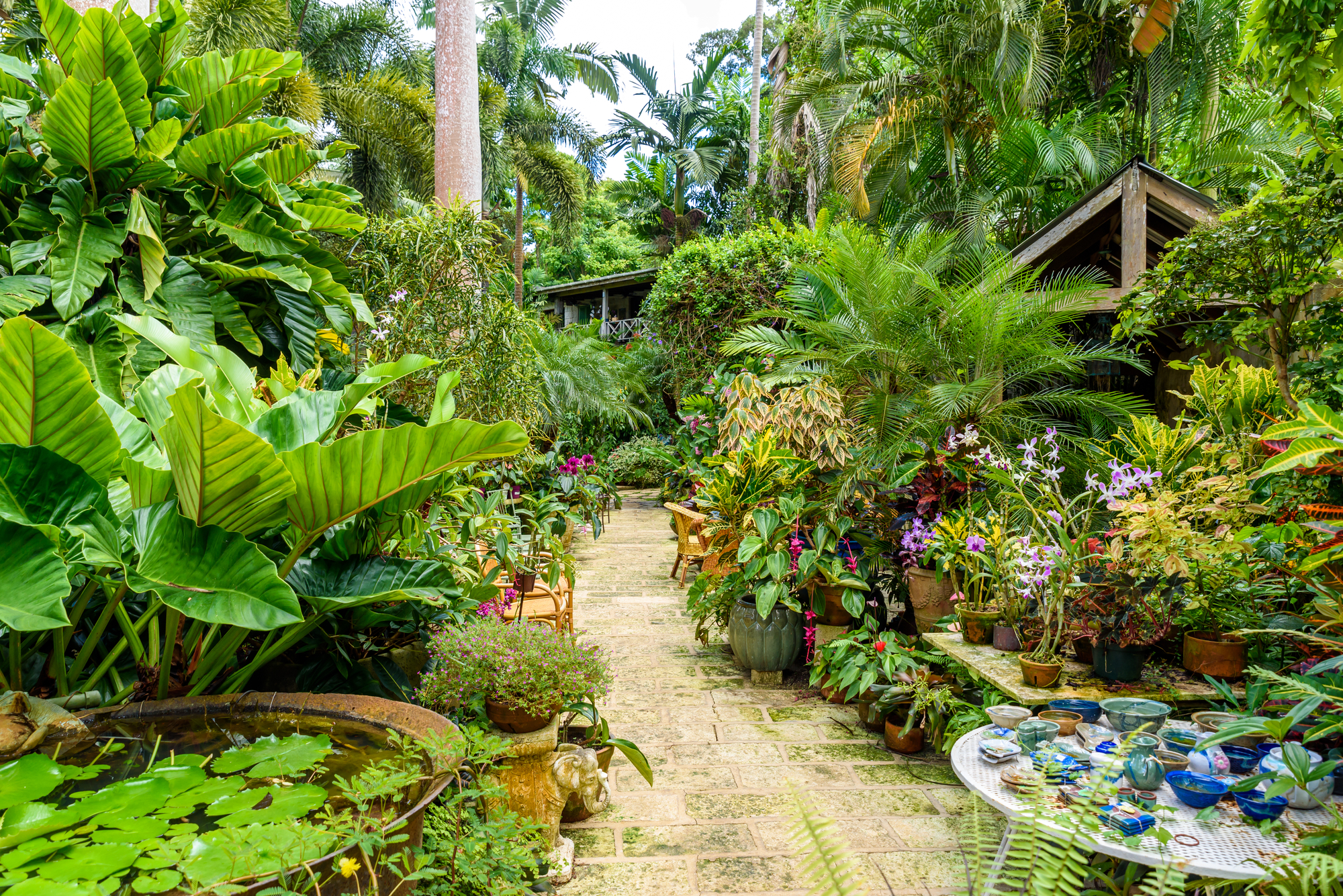 winterharde tropische planten