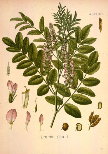 zoethout plant
